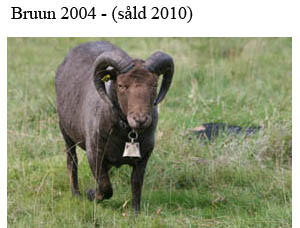 B13 Bruun copy.jpg