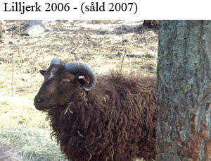 B14 LillJerk copy.jpg