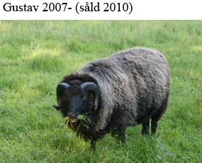 B15 Gustav copy.jpg