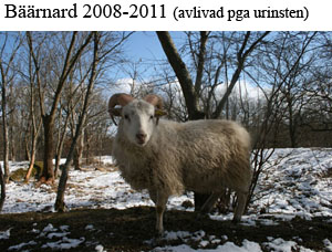 B16 Baarnad copy.jpg