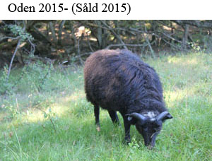 Oden 2016.jpg