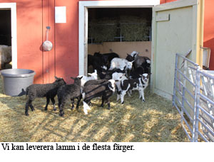 lammlev..jpg